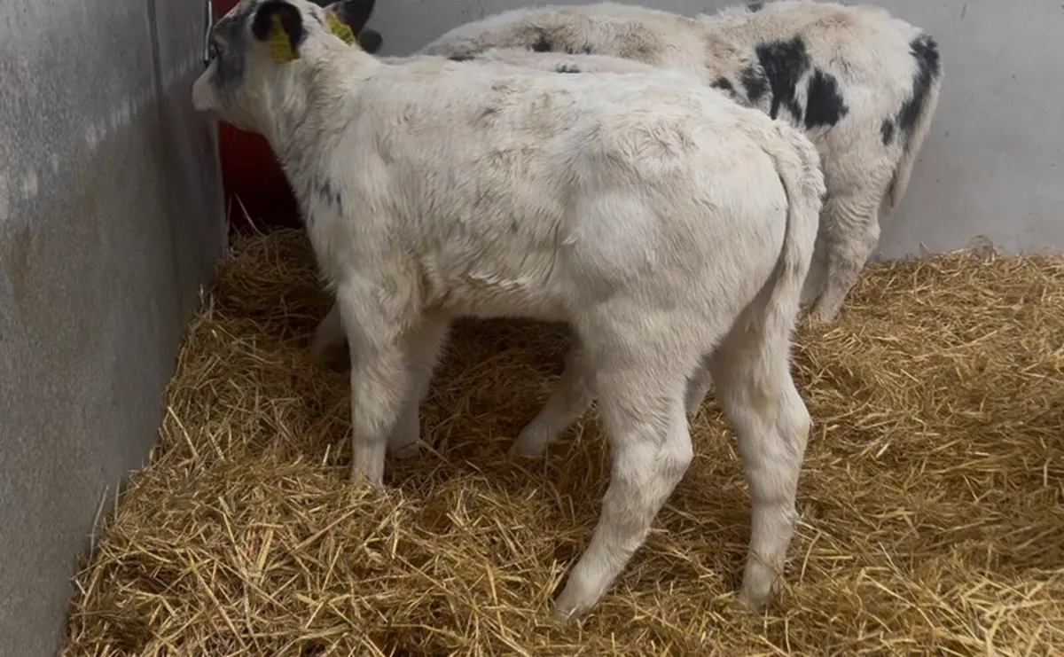 ❌proper blues hefiers ❌ - Image 4