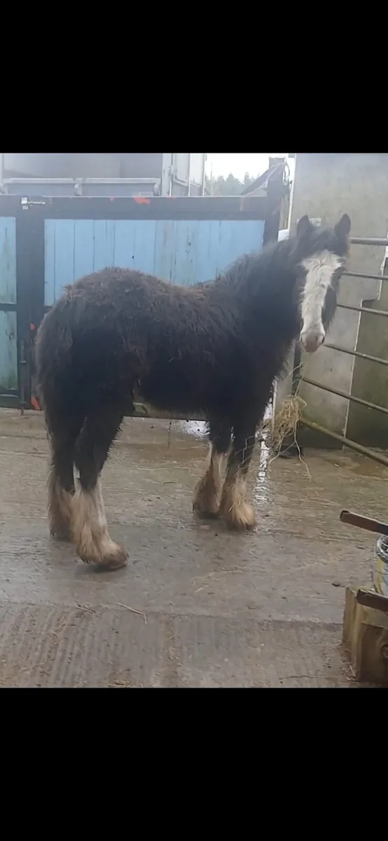Heavy colt yearling - Image 1