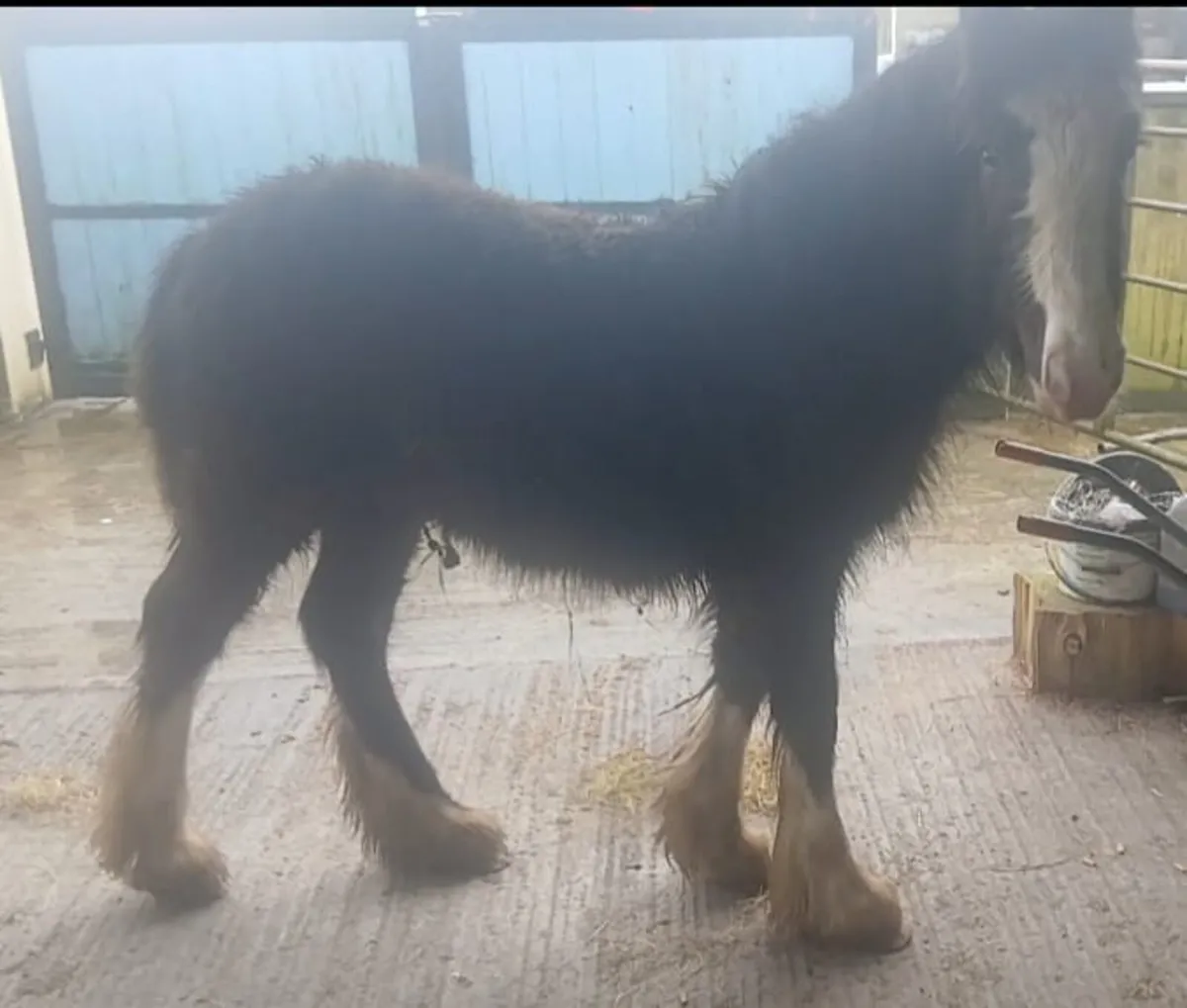 Heavy colt yearling - Image 2