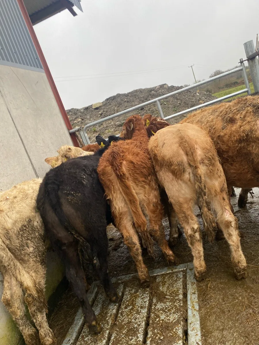 10 suckler bred heifer weanlings - Image 1