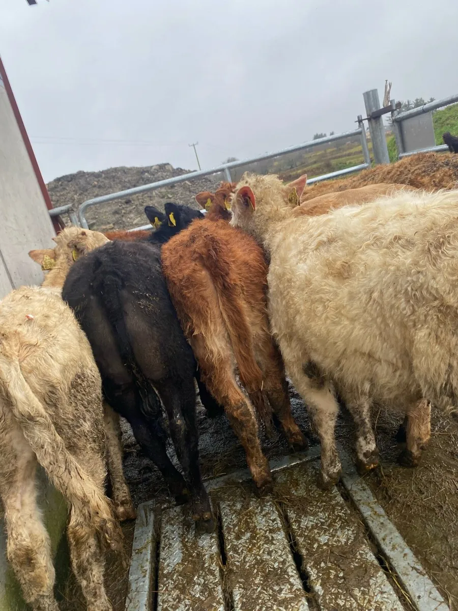 10 suckler bred heifer weanlings - Image 3