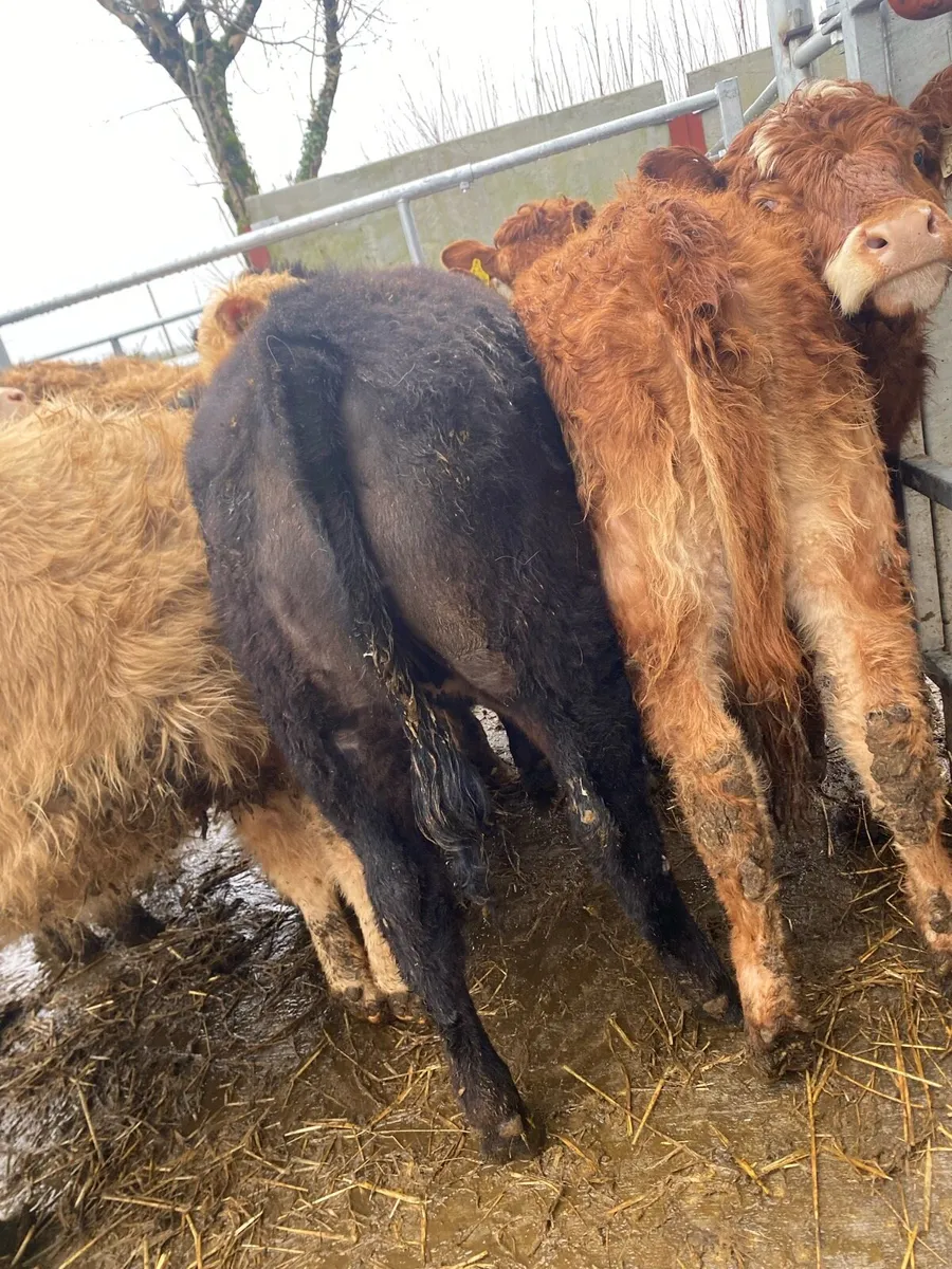 10 suckler bred heifer weanlings - Image 4