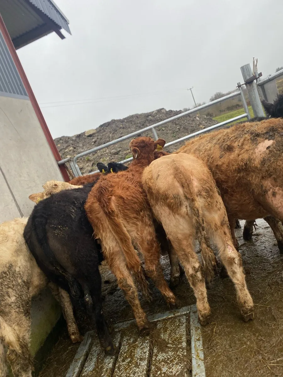 10 suckler bred heifer weanlings - Image 2