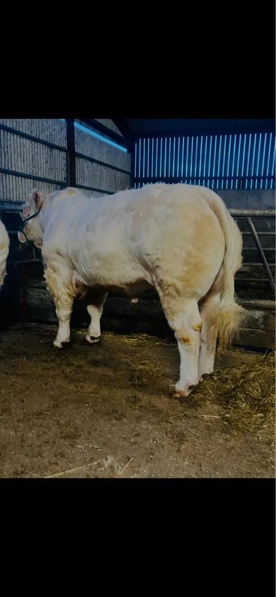 Pedigree CH bulls premier Elphin 21/3/26 lot10&42 - Image 1