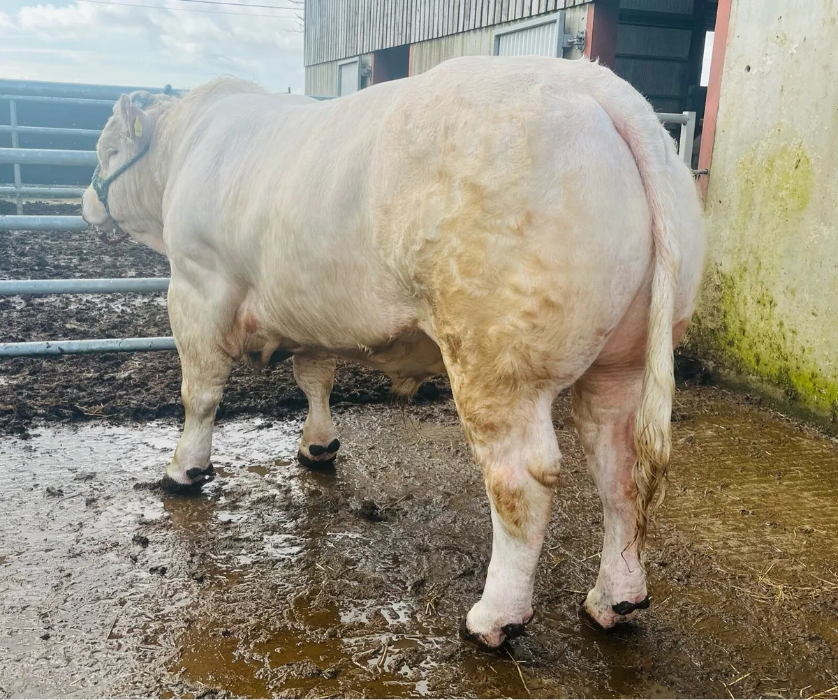 Pedigree CH bulls premier Elphin 21/3/26 lot10&42 - Image 3