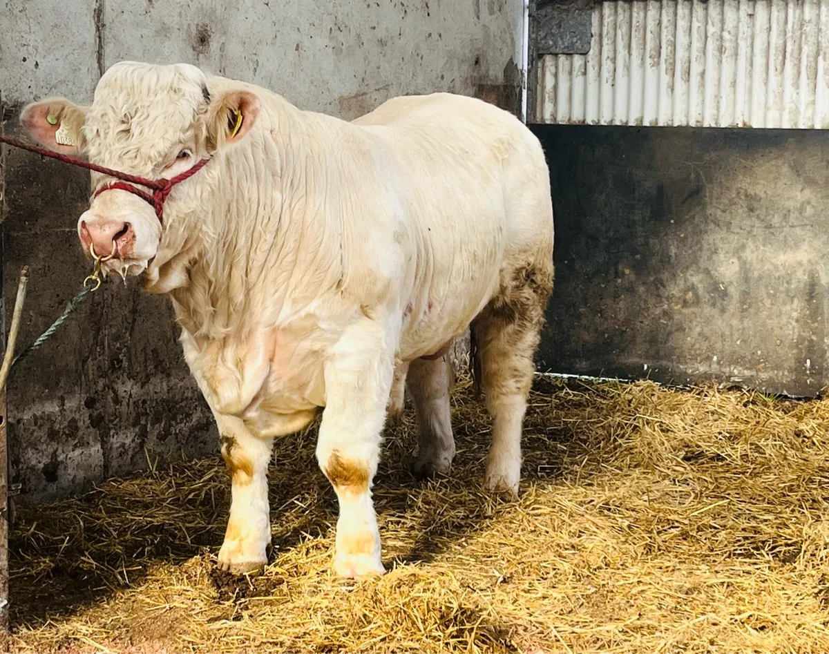 Pedigree CH bulls premier Elphin 21/3/26 lot10&42 - Image 2