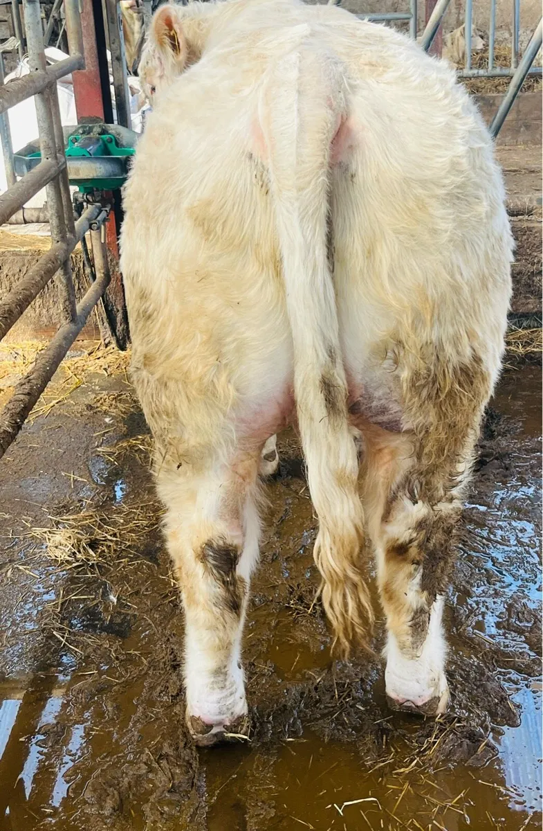 Pedigree CH bulls premier Elphin 21/3/26 lot10&42 - Image 4