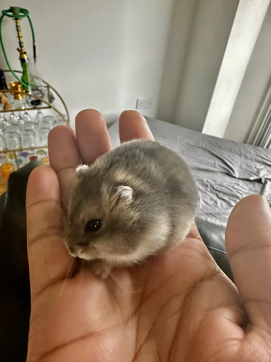 Hamster - Image 2
