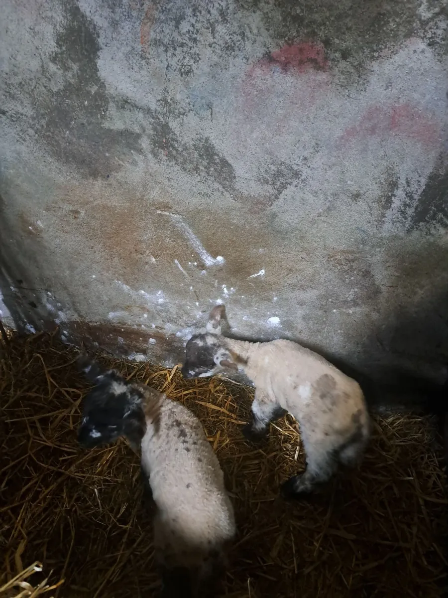 Foster lambs - Image 1