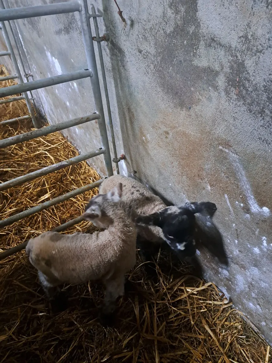 Foster lambs - Image 2