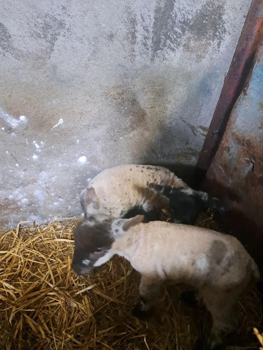 Foster lambs - Image 3