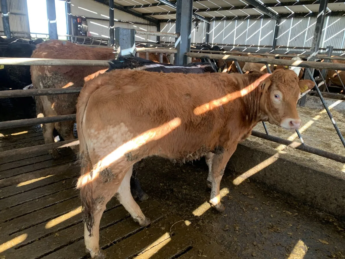 4 & 5 Star Replacement hefiers - Image 1