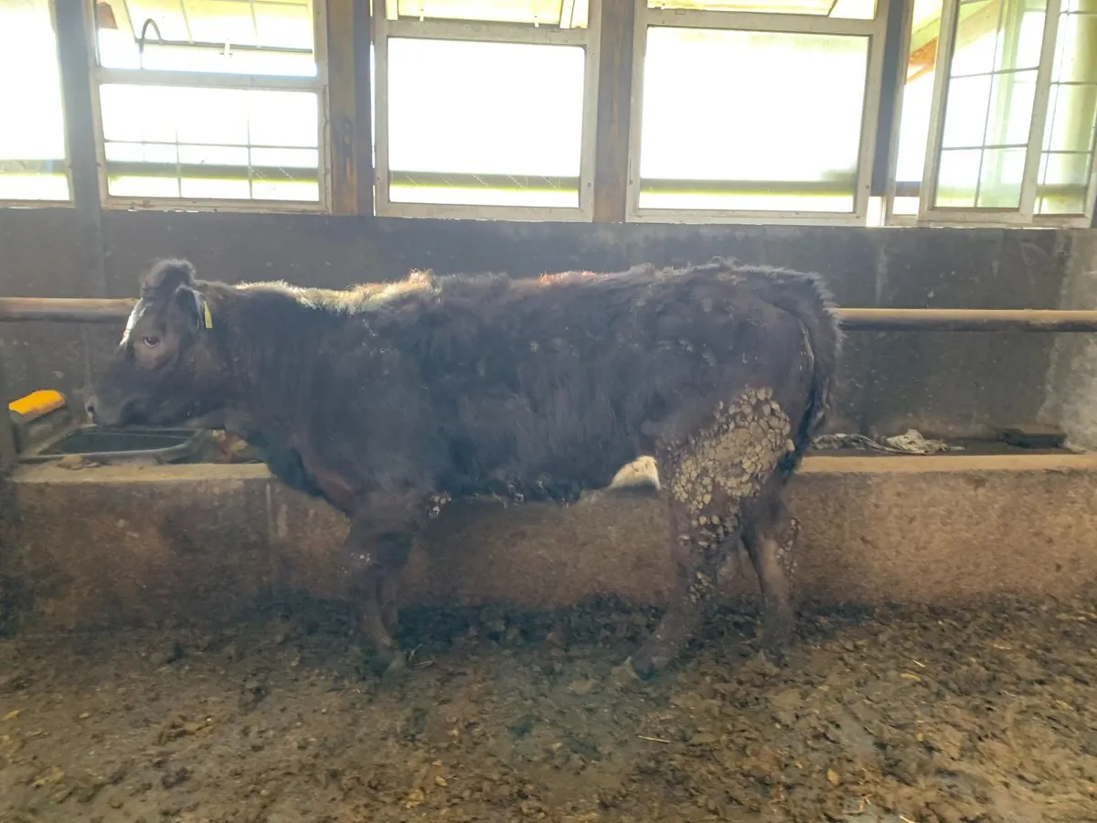 4 & 5 Star Replacement hefiers - Image 4