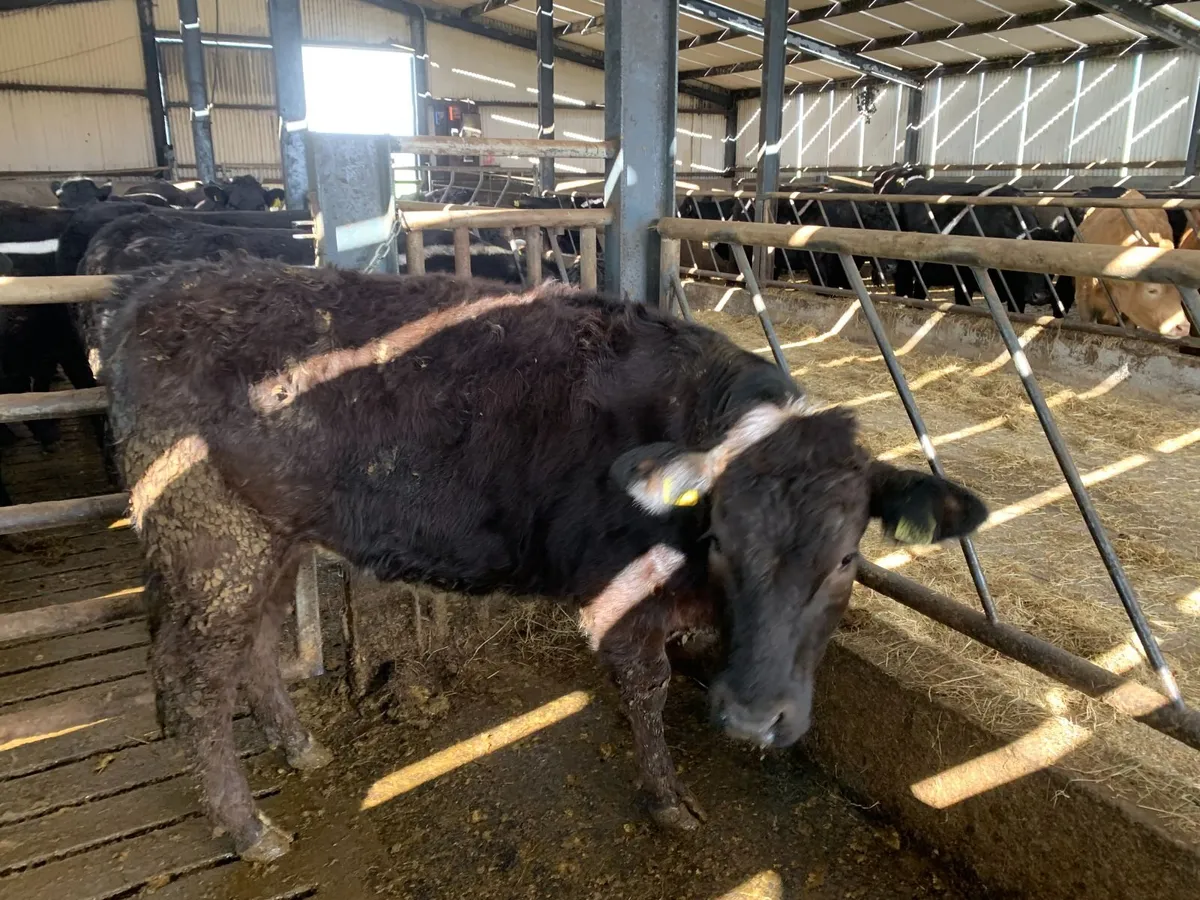 4 & 5 Star Replacement hefiers - Image 3