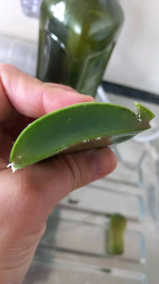 100% Natural Aloe Vera Soap with Rosmary SO - Image 3