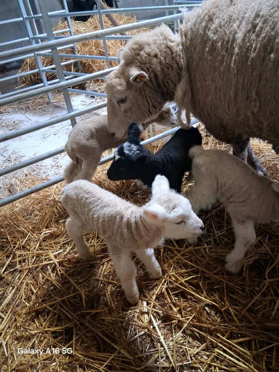 Pet lambs