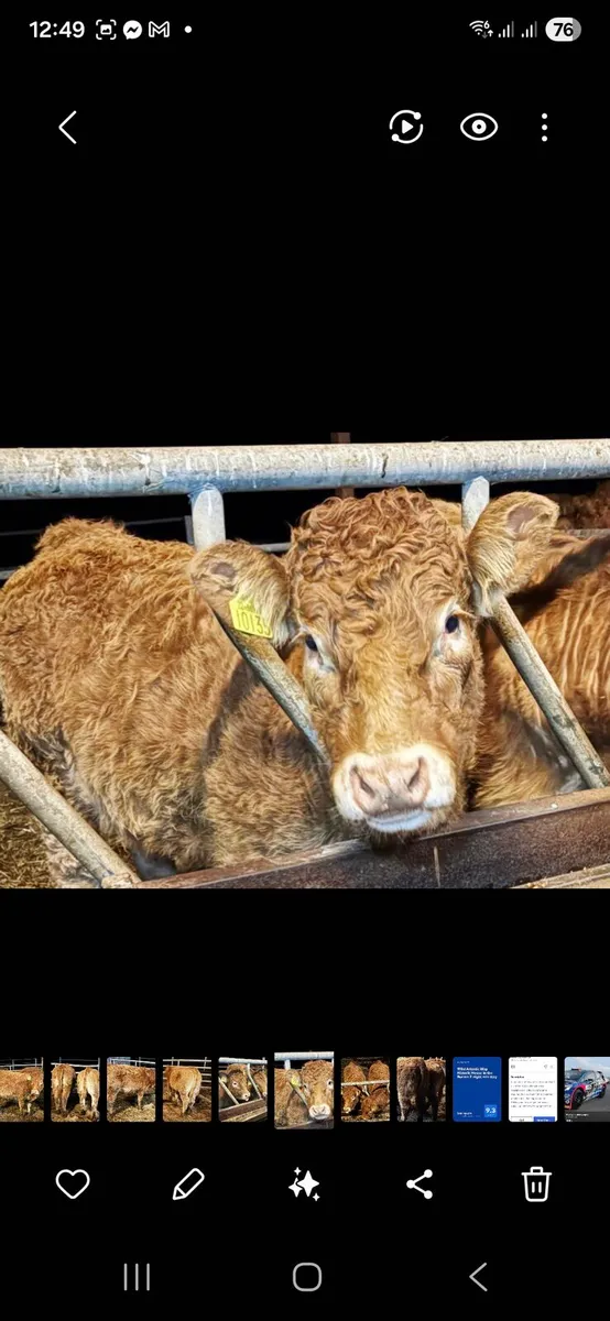 5 Star Pedigree from Drumline S1185 - Image 2