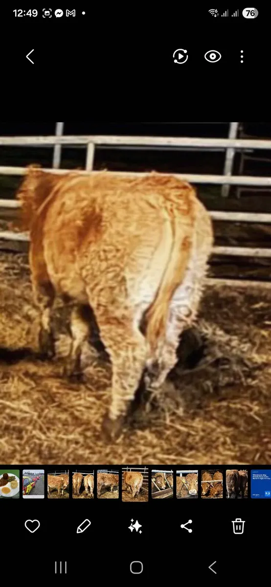 5 Star Pedigree from Drumline S1185 - Image 3