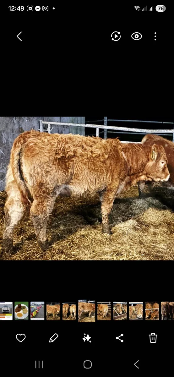 5 Star Pedigree from Drumline S1185 - Image 4