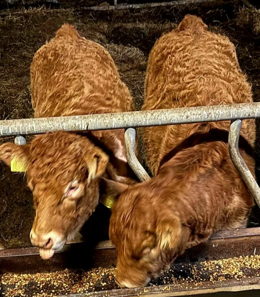 5 Star Pedigree from Drumline S1185 - Image 1