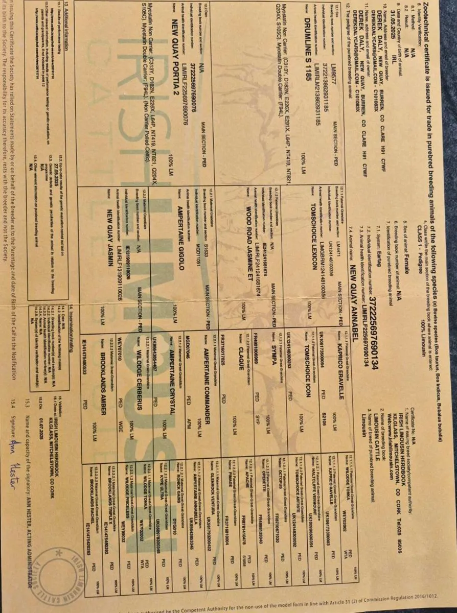 2× Drumline S1185 Pedigree Limousin Maiden Heifers - Image 4