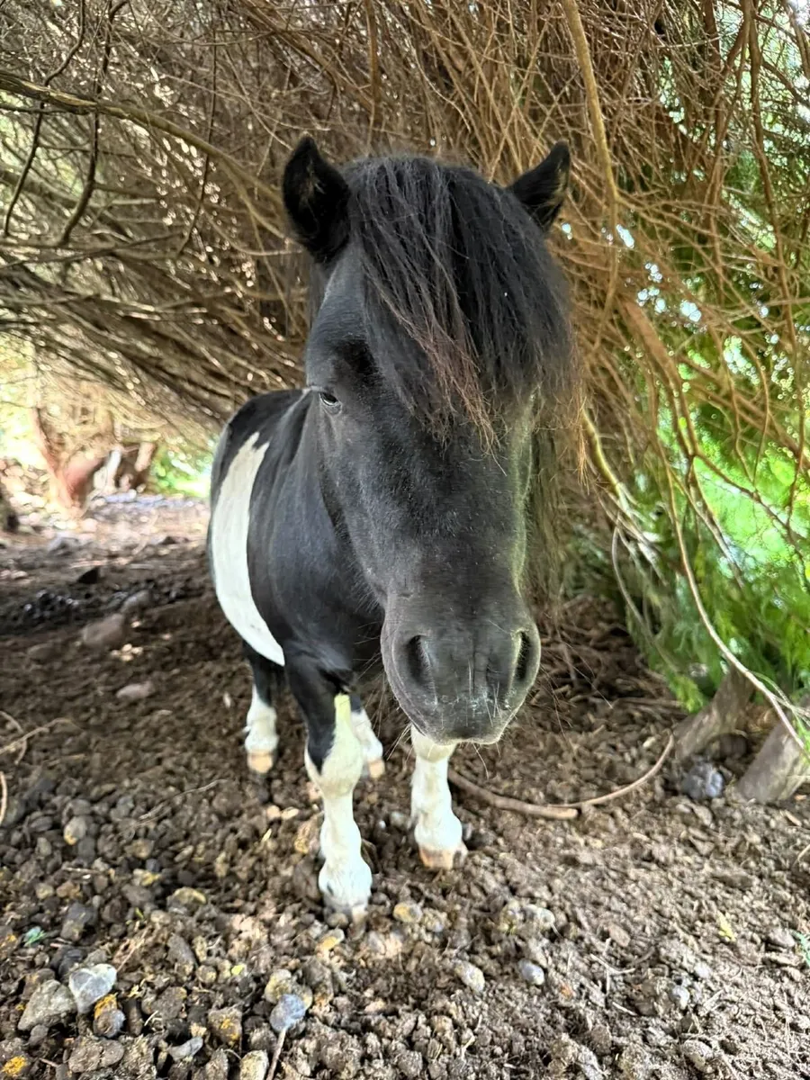 Two Miniature Ponies
