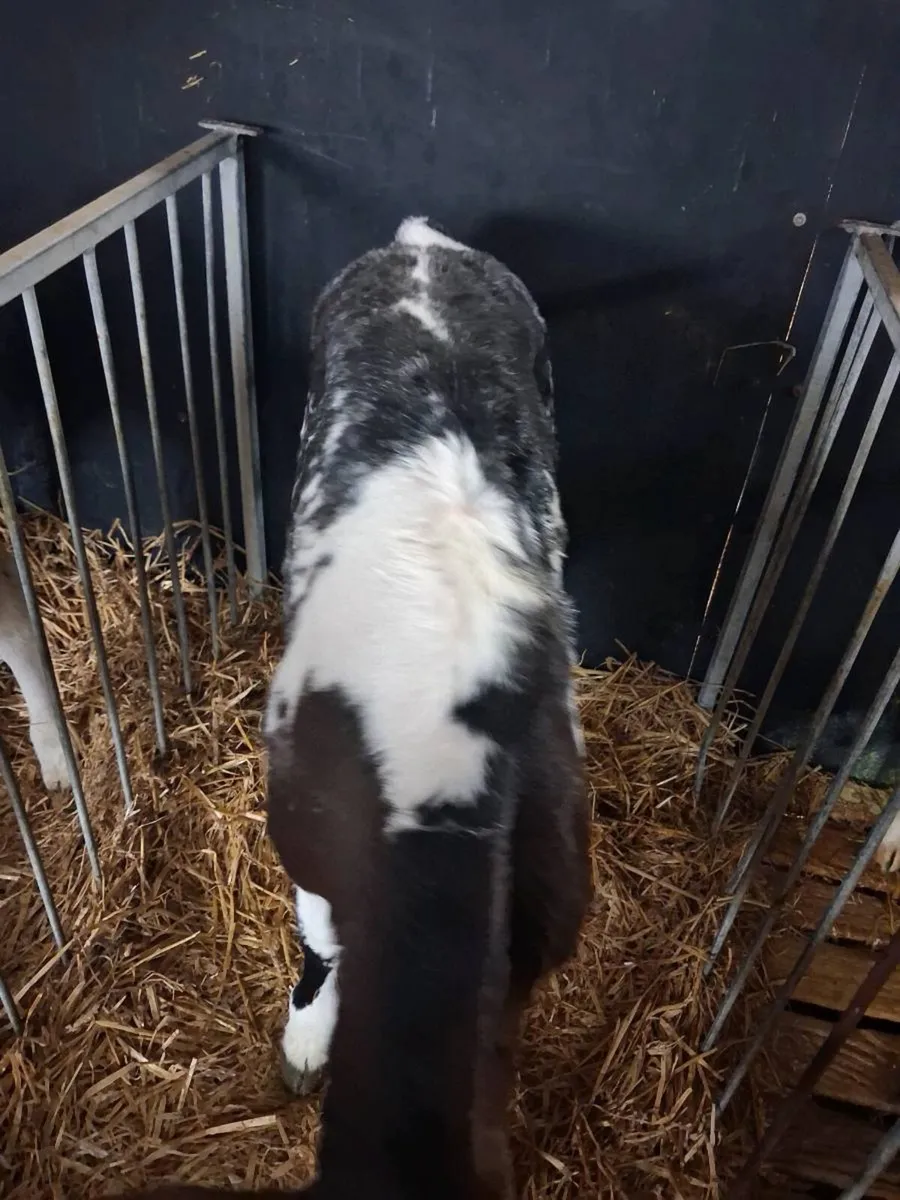 Continental calves - Image 1