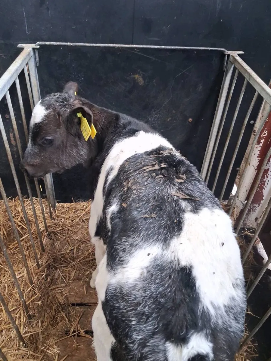 Continental calves - Image 2