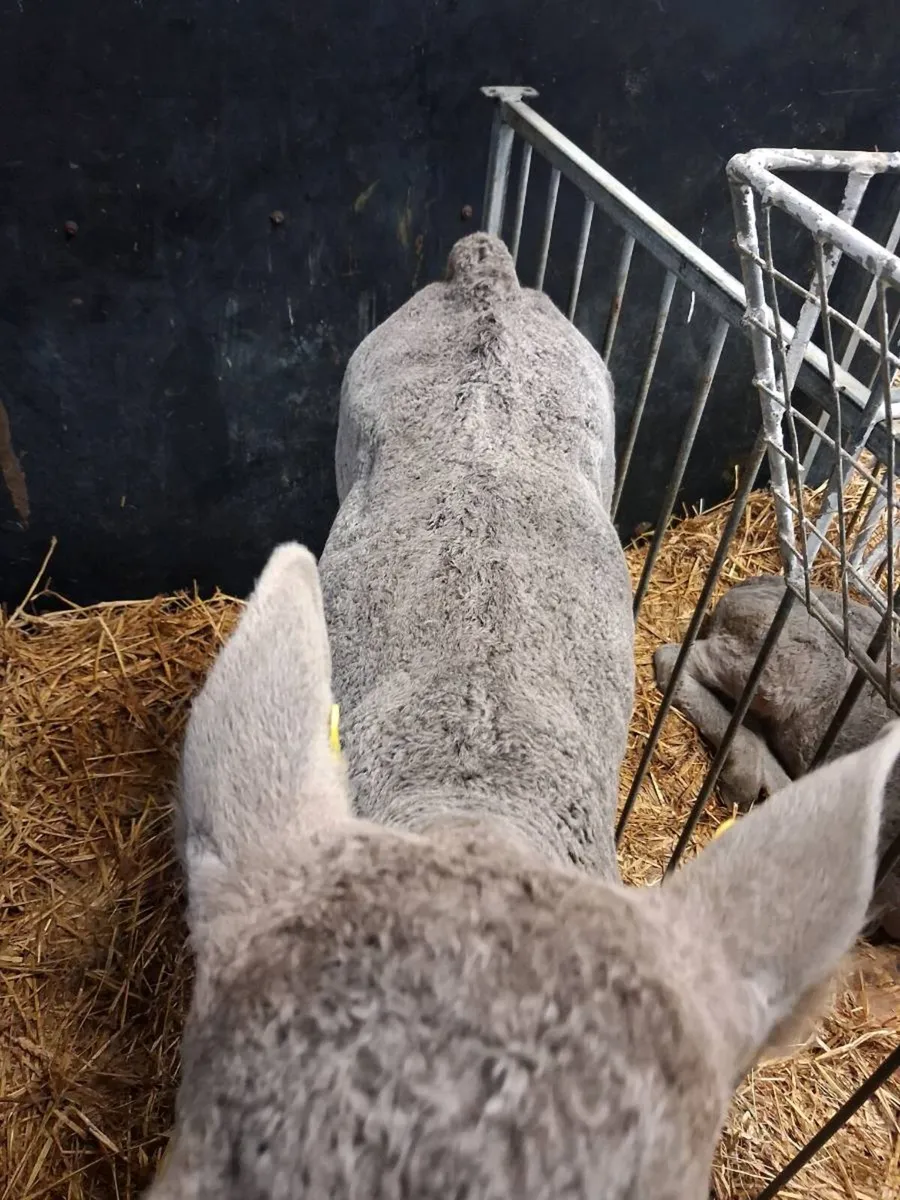 Continental calves - Image 3