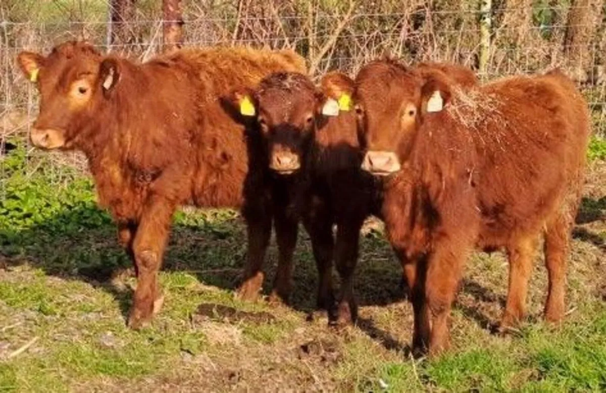 Dexter cattle - Image 1