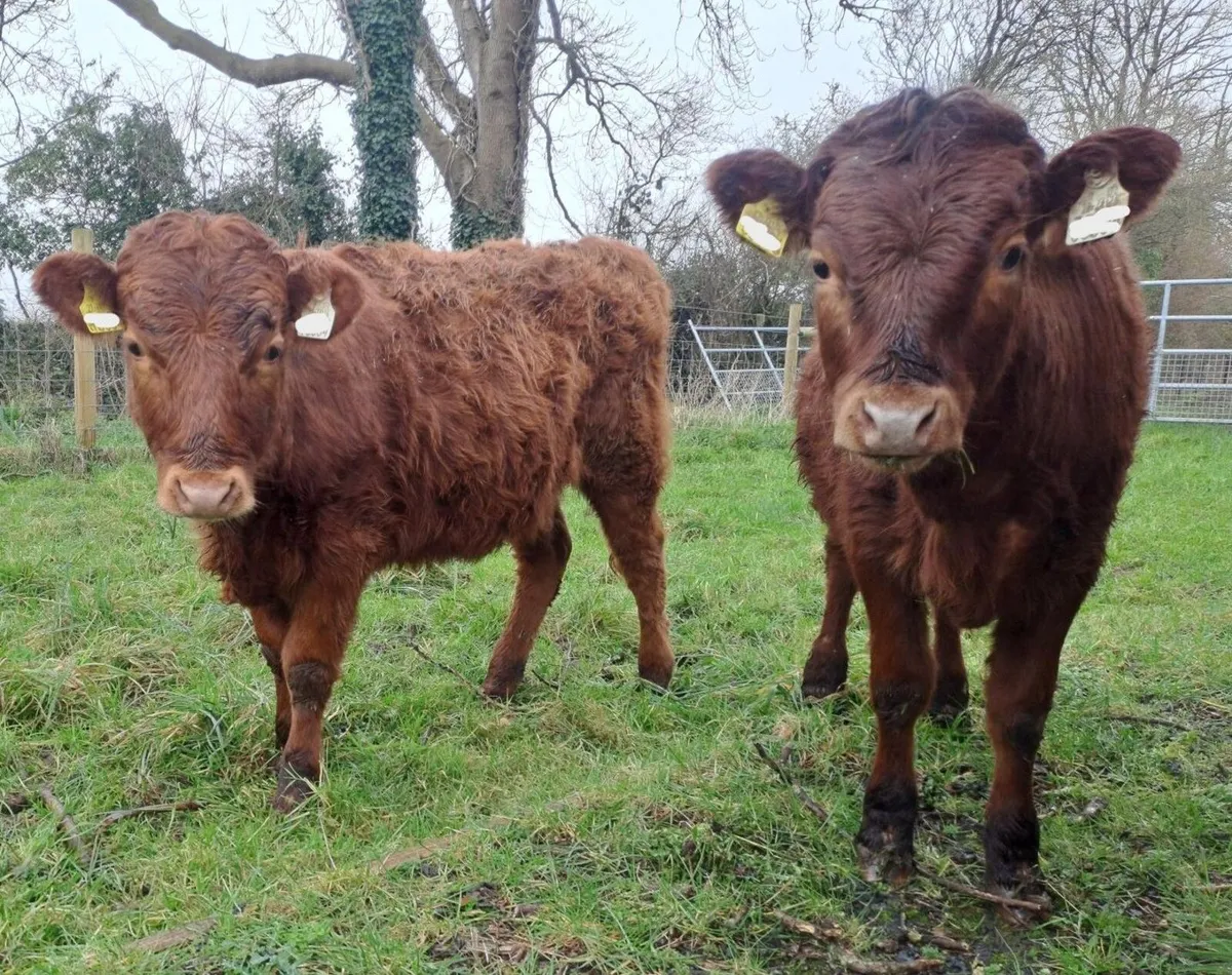 Dexter cattle - Image 4