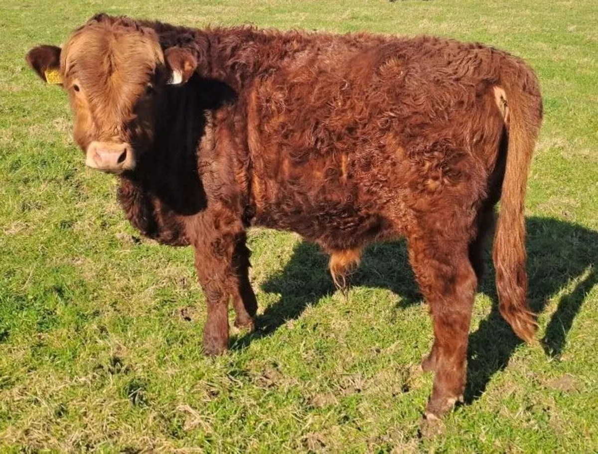 Dexter cattle - Image 2