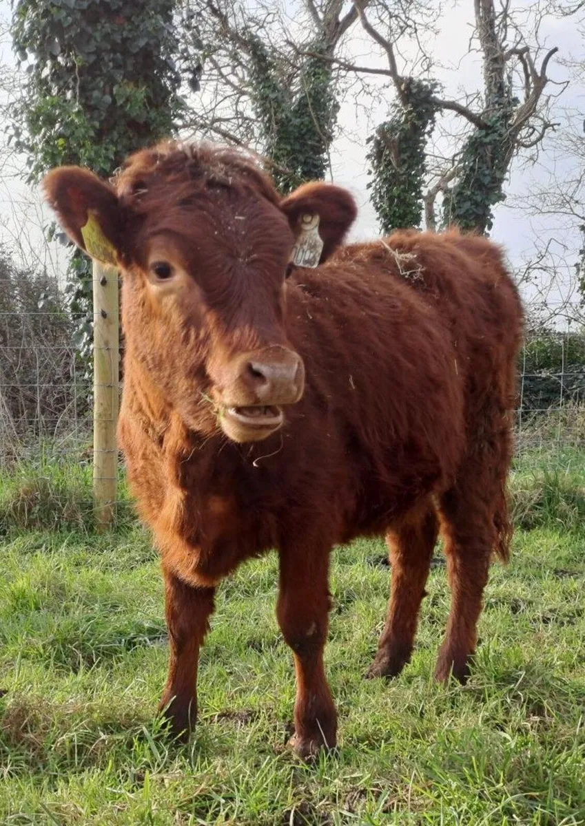 Dexter cattle - Image 3