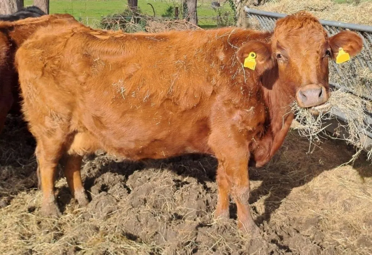Dexter cattle - Image 2