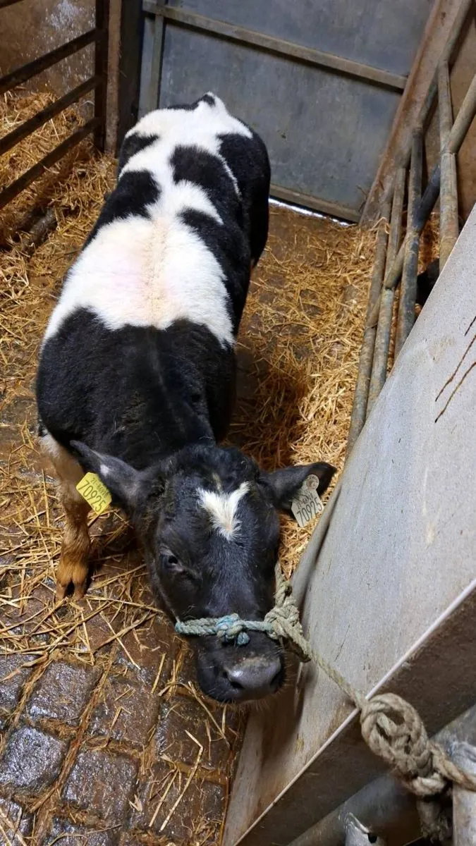 Bbx show heifer calf - Image 2