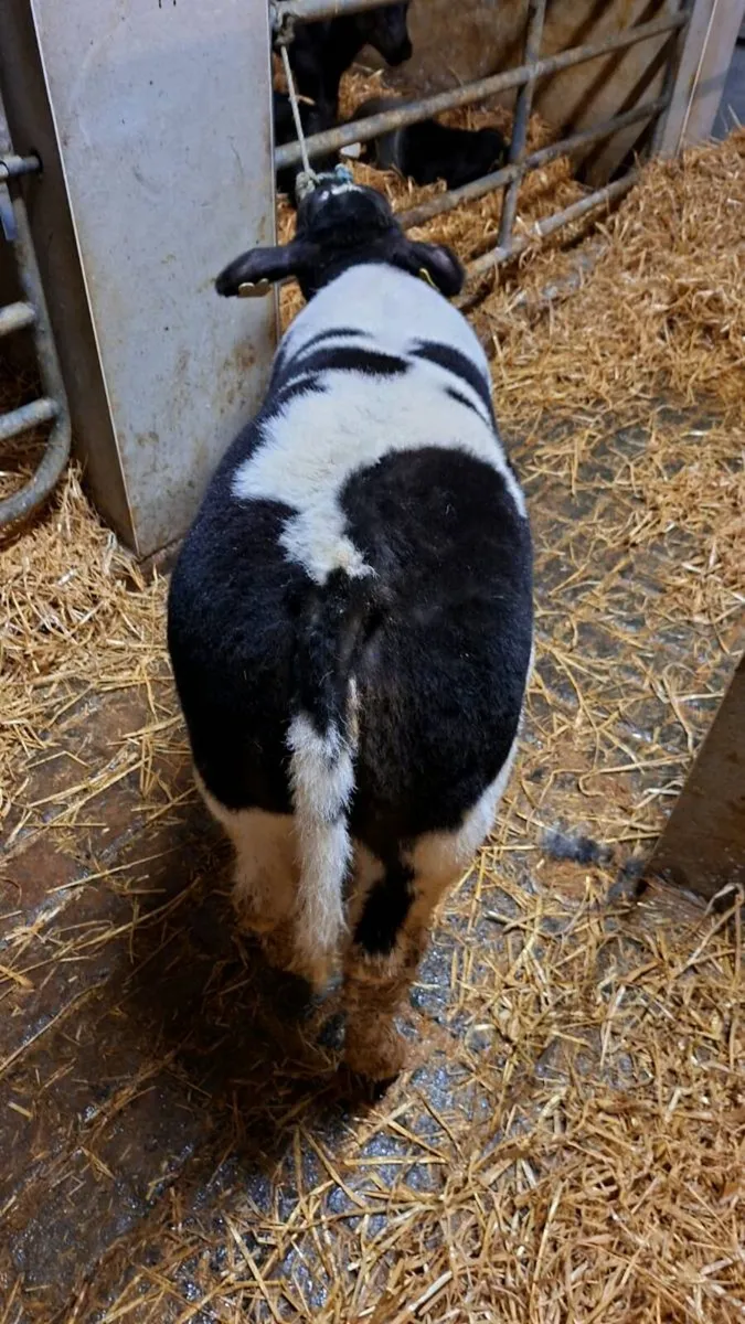 Bbx show heifer calf - Image 3