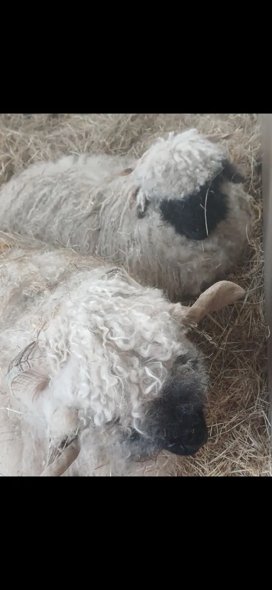 Valais Blacknose wethers - Image 3