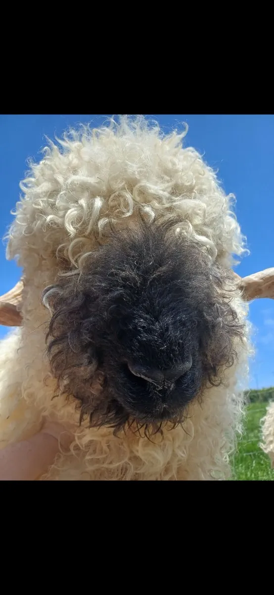 Valais Blacknose wethers - Image 1