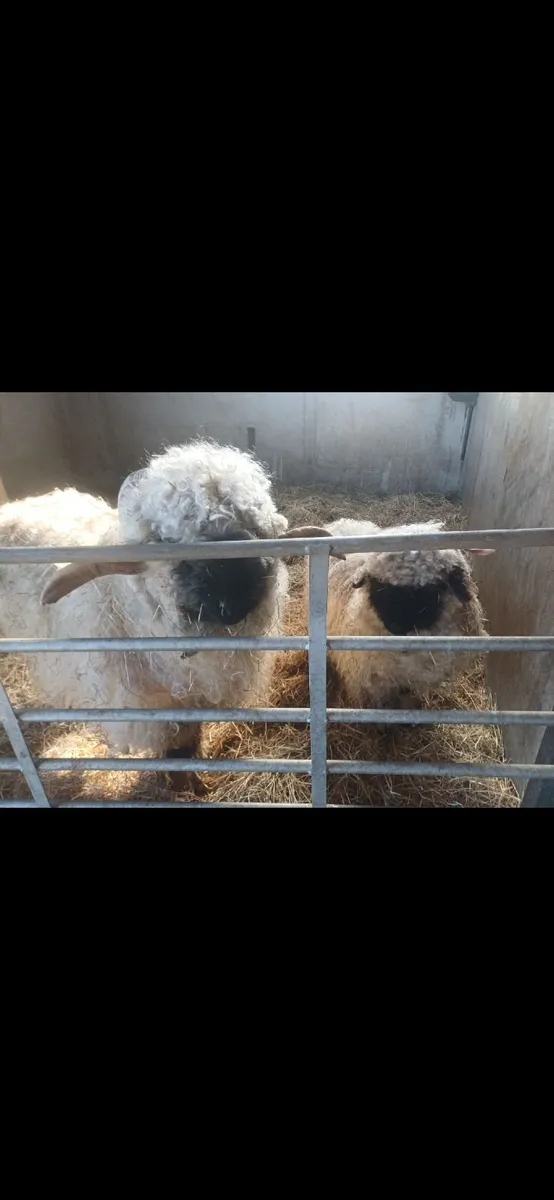 Valais Blacknose wethers - Image 2
