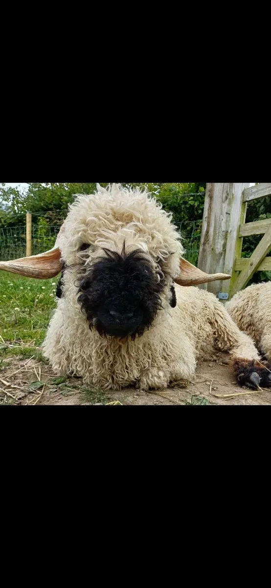 Valais Blacknose wethers - Image 4
