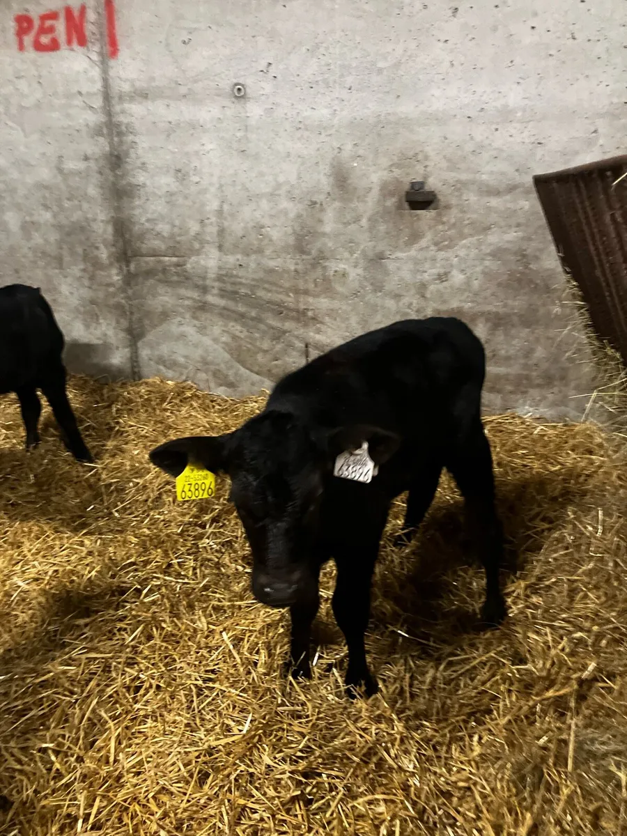 Calf’s - Image 1