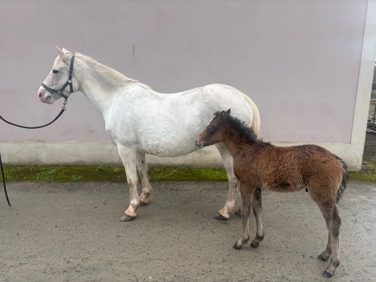 Class One Connemara Mares - Image 2