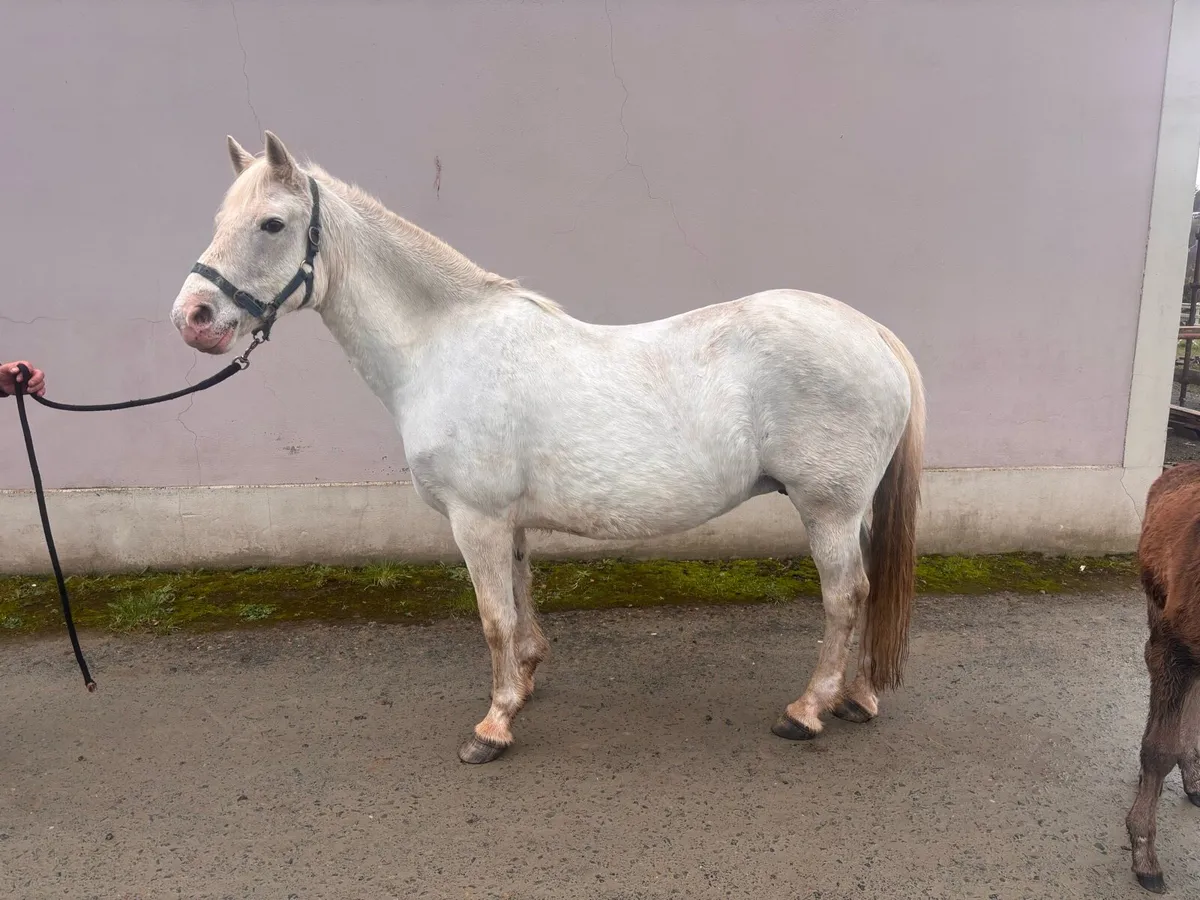 Class One Connemara Mares - Image 3