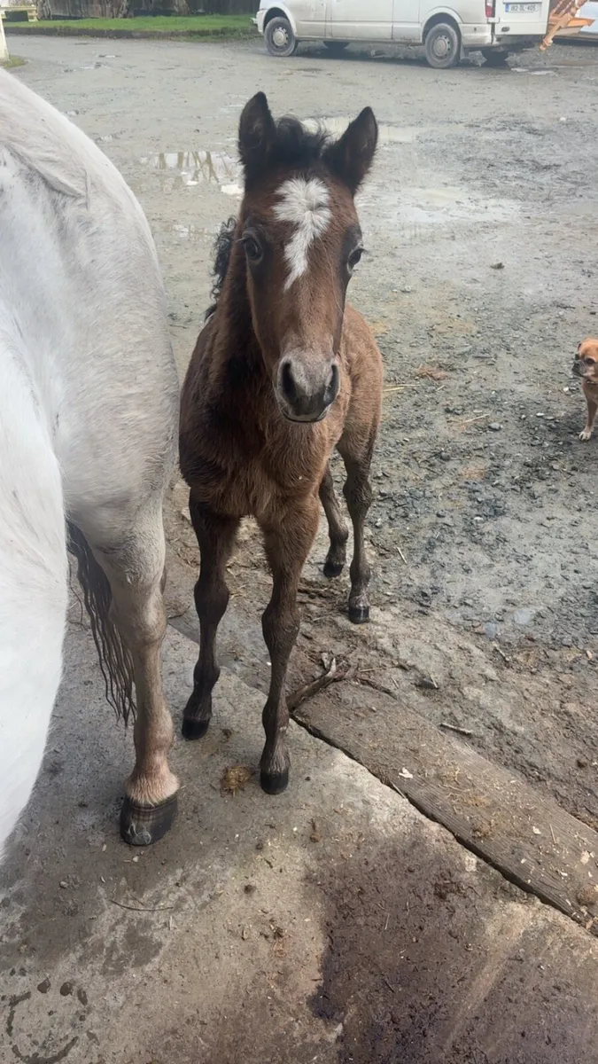 Class One Connemara Mares - Image 4
