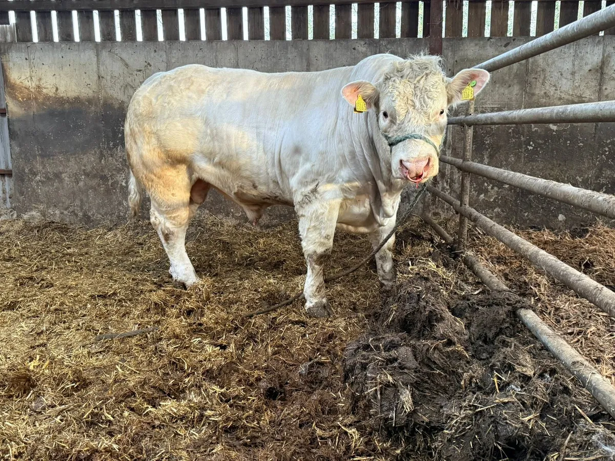 Charolais Bulls - Image 2