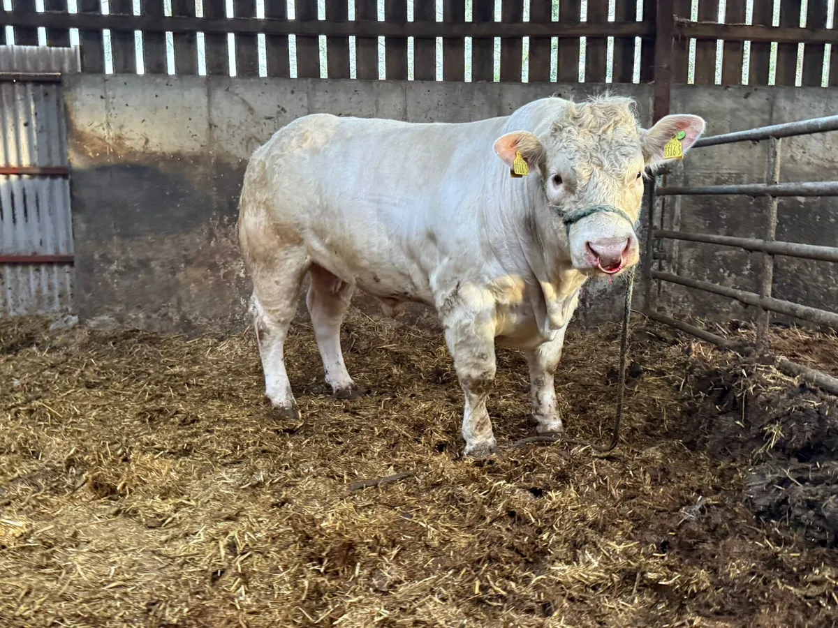 Charolais Bulls - Image 3