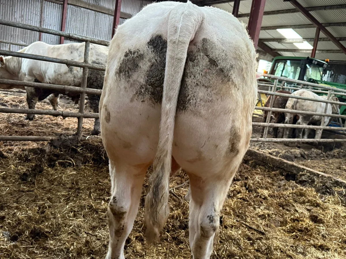 Charolais Bulls - Image 4