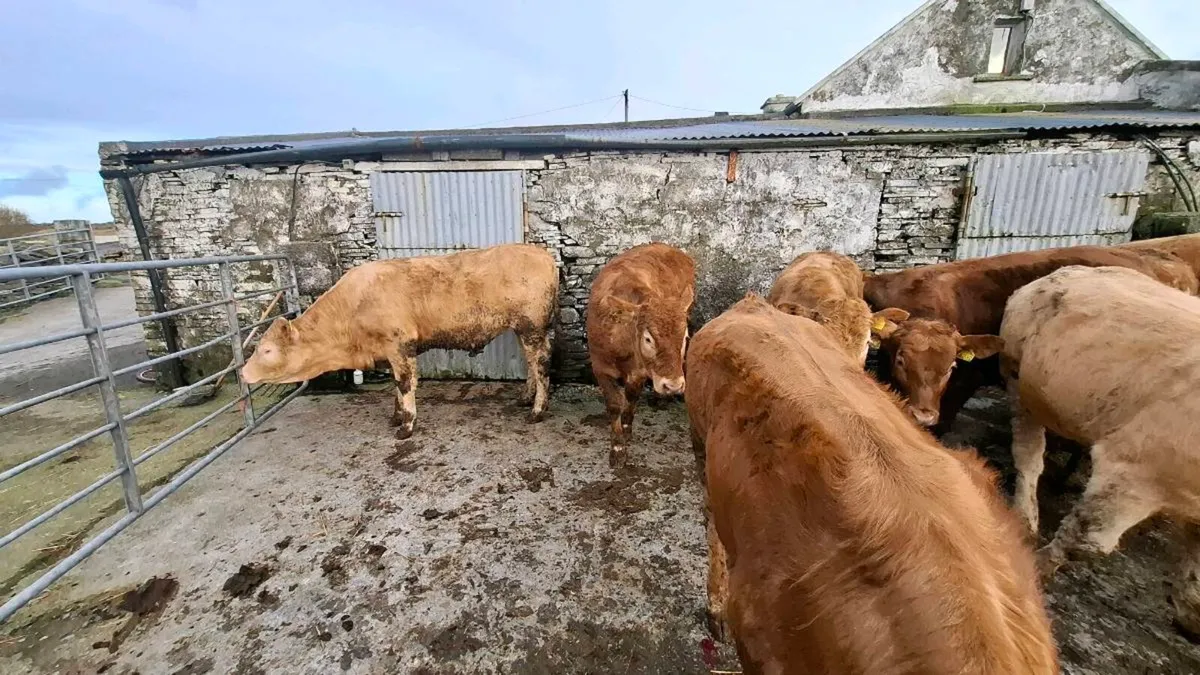 Bullocks - Image 4