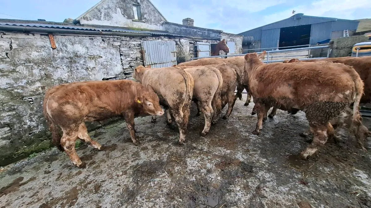 Bullocks - Image 2