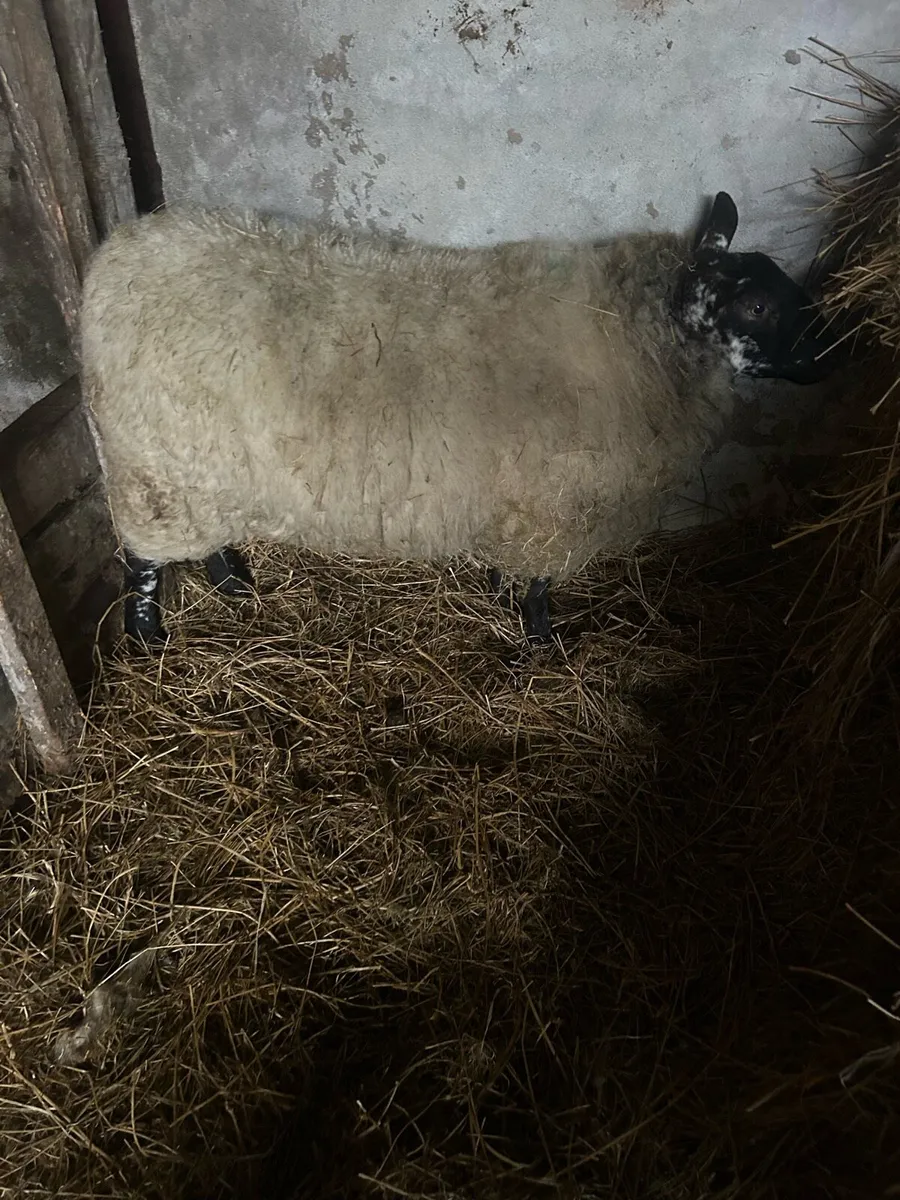 Foster Ewe